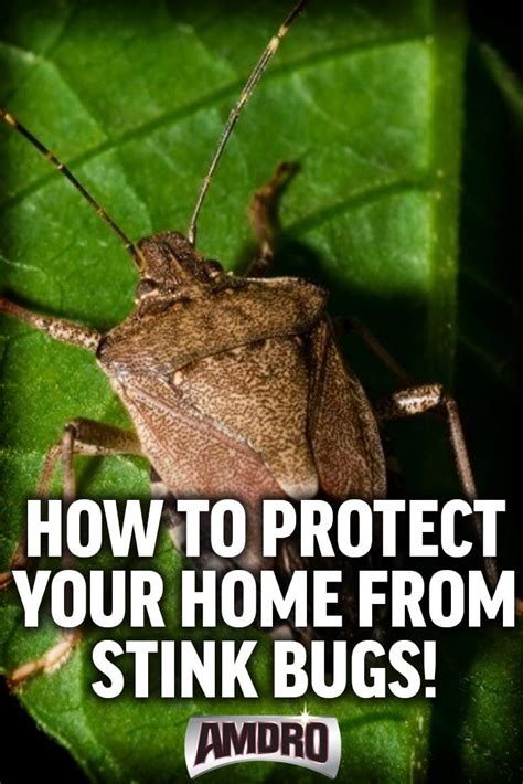 Stink Bug Control Keeping These Smelly Pests From Invading Your