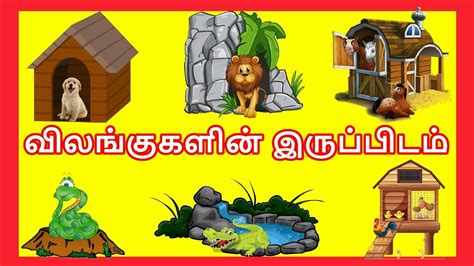 I would like to see animals in their own environment, not in cages. விலங்குகளின் இருப்பிடம் - தமிழரசி | Learn Animals and ...