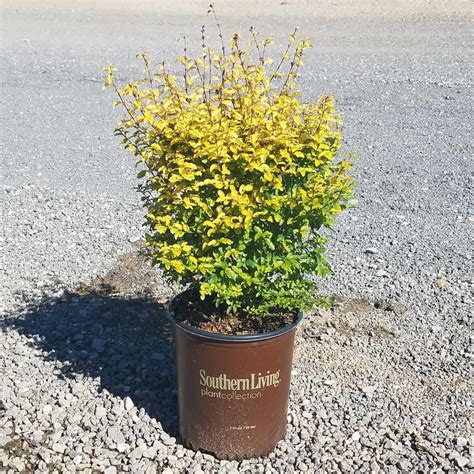 Southern Living Plant Collection 2 Gal Sunshine Ligustrum Evergreen