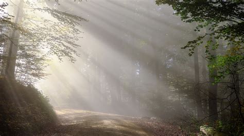 Morning Fog Sunbeam Forest 4k Sunbeam Wallpapers Nature Wallpapers Hd