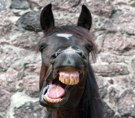 Funny Yawning Horse Animal Stock Photos ~ Creative Market