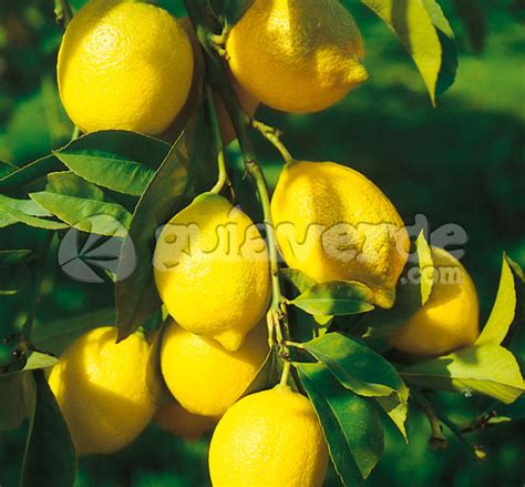 Citrus Limon Fino Mesero Limón