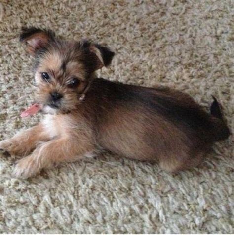 Join our community of paw lovers across the u.s. Shih tzu yorkie shorkie puppies for Sale in Lake Saint ...