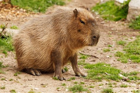 Featured Animal Capybara Animal Fact Guide