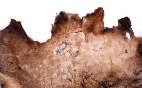 Tanned Montana Elk Hide