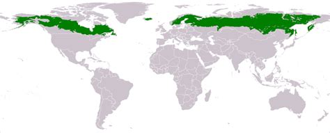 Boreal Forest Boreal Forest