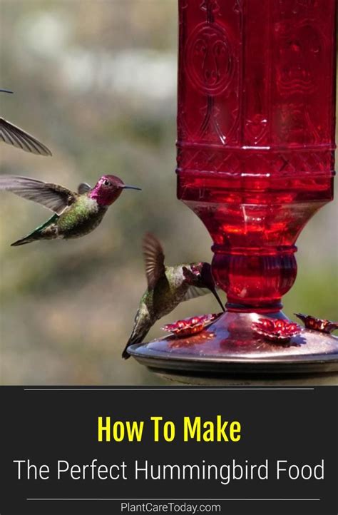 How To Make The Perfect Hummingbird Food Hummingbird Food Hummingbird Nectar Hummingbird