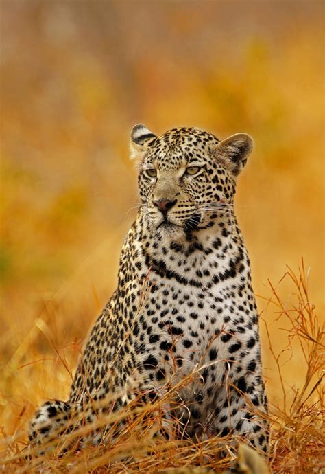 Artistic Realistic Nature 💙 Leopard In Autumn On 500px By Rudi