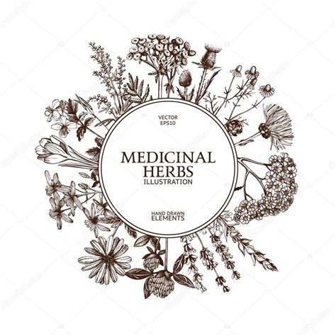Vintage Frame With Medicinal Herbs Stock Vector Image By ©geraria 93207152