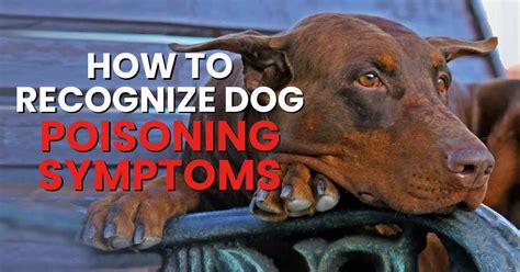 How To Recognize Dog Poisoning Symptoms Dogs Naturally