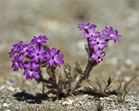 Purple Desert Wildflower Photograph By Jason Earick Pixels