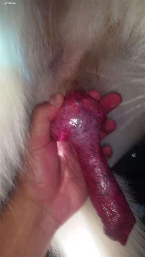 Puppy Getting A Tugjob From Sexually Excited Owner Xxx Femefun