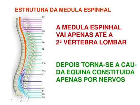 Qual A Diferença Entre Coluna Vertebral E Medula Espinhal Ictedu