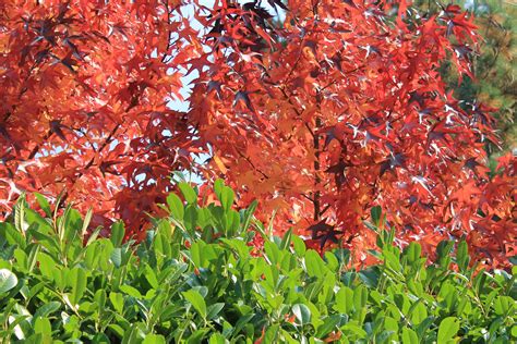 Free Images Leaf Flower Red Autumn Botany Season Maple Tree