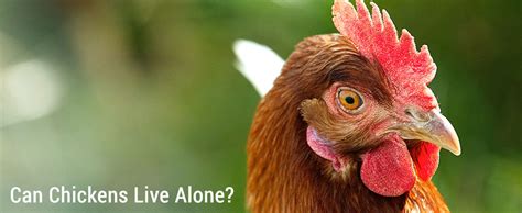 Can Chickens Live Alone Chickenguard