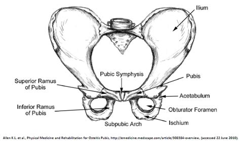 Male Pelvic Anatomy