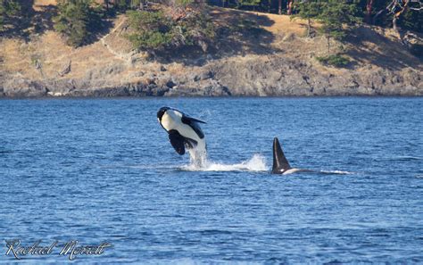 Orca Facts Did You Know Georgia Strait Alliancegeorgia Strait Alliance
