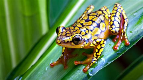 Frog Animals Nature Amphibian Wallpapers Hd Desktop And Mobile
