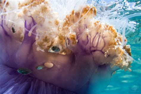 Crowned Jellyfish Facts And Photographs Seaunseen