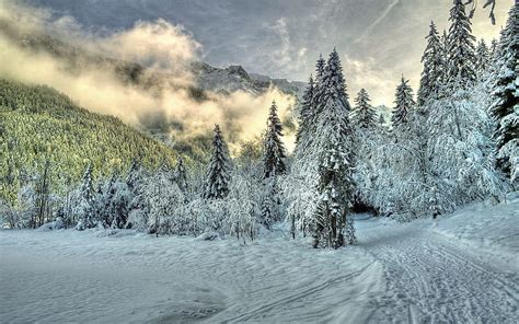 Winter Nature Clouds Snow Forest Fog Fir Spruce Hills Hd