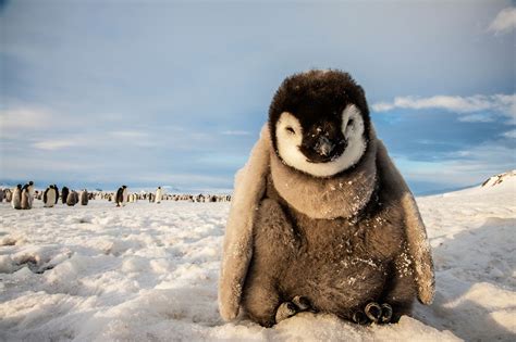 What To Expect On Your First Trip To Antarctica Penguins Antarctica