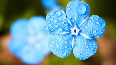 Desktop Wallpaper Blue Flower Close Up Water Drops Hd Image Picture
