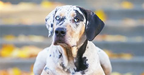 Catahoula Leopard Dog Everything You Need To Know