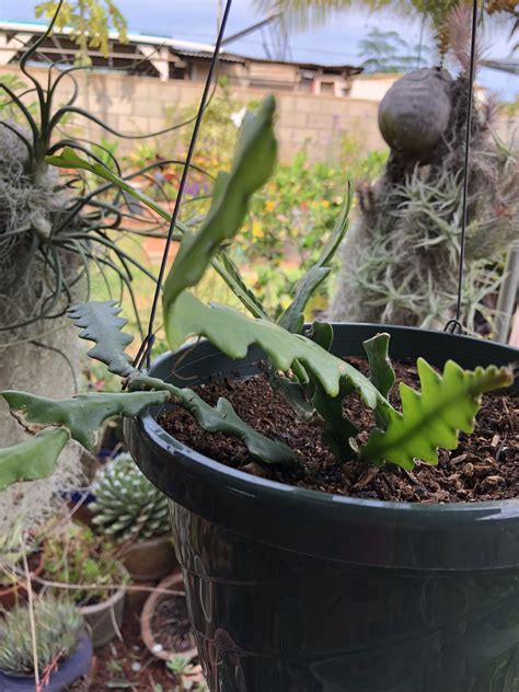 The fruit is delicious and is said to taste like gooseberries. Fish Bone/zigzag Cactus, Epiphyllum Anguliger | Succulents ...