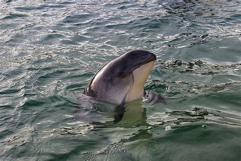 The Six Species Of Porpoises Living In The World Today