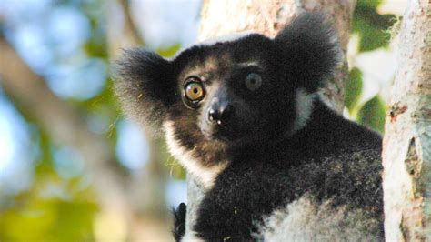 Lemurs In Crisis 105 Species Now Threatened With Extinction The
