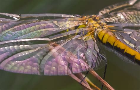 Dragonflies Masters Of Air And Water Wired Dragonfly Photos
