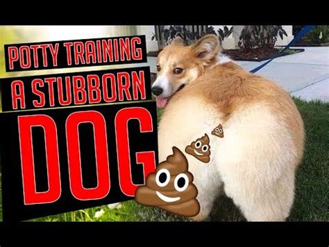 The puppy is learning the principle of extending the nest area, which he keeps clean allow your puppy access only to a small part of your home. Top 5 Secrets to Potty Training A Stubborn Dog | Potty ...