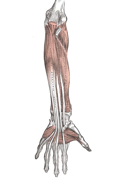 Name Of Muscles In Arm Two Jointed Muscles Of The Arms How To Train
