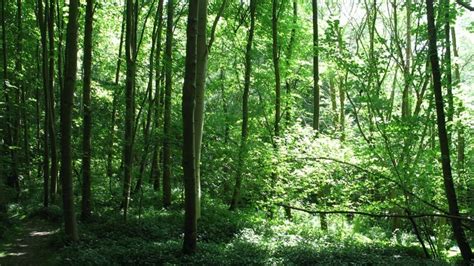 Wimpole Folly and woodland belt walk, Cambridgeshire | National Trust