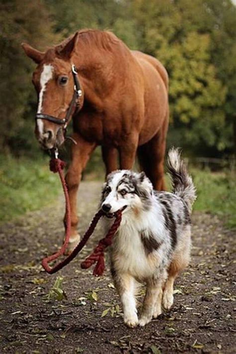 Top 10 Dogs And Horses Friends For Life