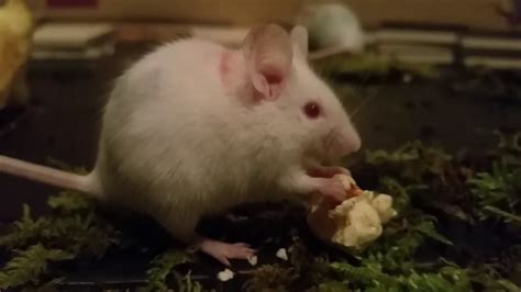 Mice Eating Popcorn Youtube
