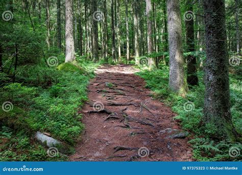 Hiking Along A Path In The Black Forest Germany Stock Image Image Of