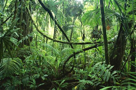 Image Result For West African Jungle River Jungle Images Rainforest