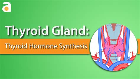 Thyroid Gland Thyroid Hormone Synthesis Youtube