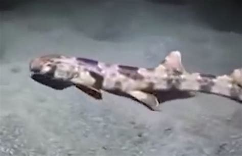 Scientists Discovered Four New Species Of Walking Sharks