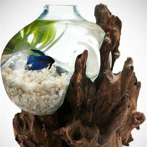 Betta Fish Bowl Unique Molten Glass On Teak Driftwood M197