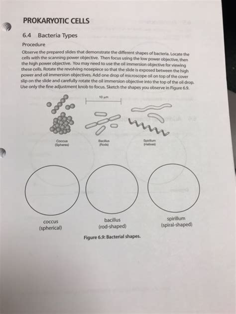 Prokaryote Vs Eukaryote Worksheet Answers