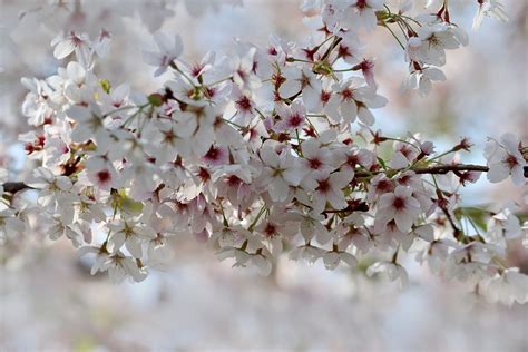 Kirsebær Blomme Blomstre Prunus Gratis Foto På Pixabay