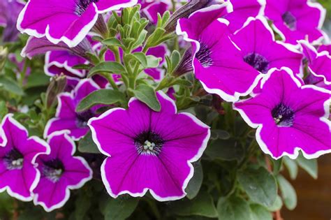 All About The Different Types Of Petunias Dengarden