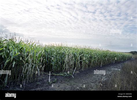 Genetically Modified Maize Growing In A Field In Shropshire In The Uk