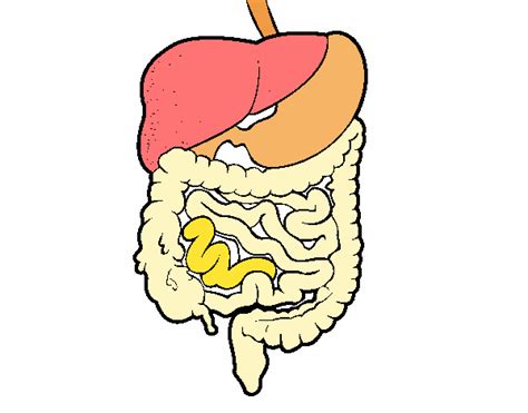 Dibujo De Sistema Digestivo Sexiz Pix