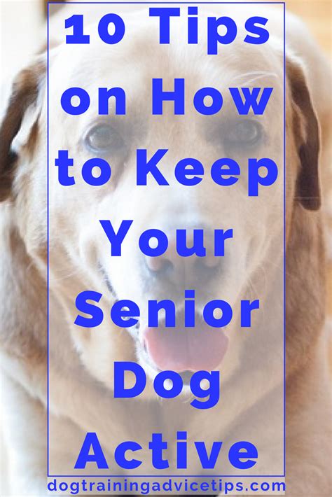 10 Ways To Keep Your Senior Dog Active Dog Training Advice Tips In
