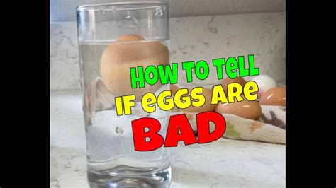 How To Tell If A Egg Is Bad Egg Water Test Youtube