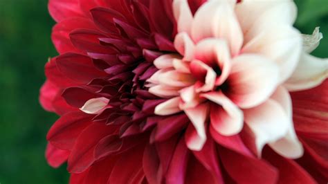 Red Dahlia Flowers 4k Closeup Photo Preview