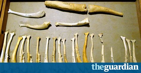 Why Dont Humans Have A Penis Bone Scientists May Now Know Science